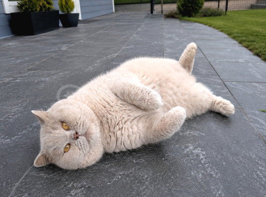 Koca Yanak Nadir Özel Renk Lilac-British Shorthair Yavruları görsel