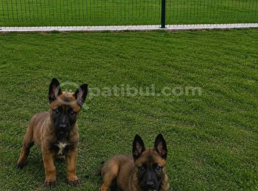 En Kaliteli Belçika Kurdu Yavruları