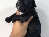 Safkan French Bulldog Bebekler