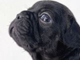 Safkan french Bulldog bebekler