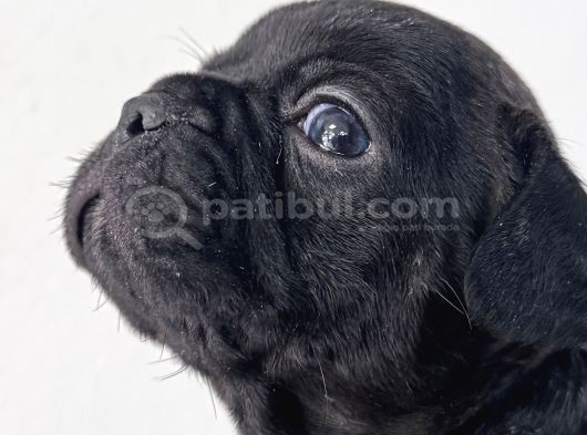 Safkan French Bulldog Bebekler