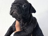 Safkan French Bulldog Bebekler