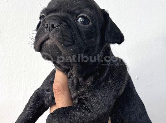 Safkan French Bulldog Bebekler görsel