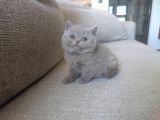 Koca Yanak Nadir Özel Renk Lilac-British Shorthair Yavruları