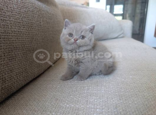 Koca Yanak Nadir Özel Renk Lilac-British Shorthair Yavruları görsel