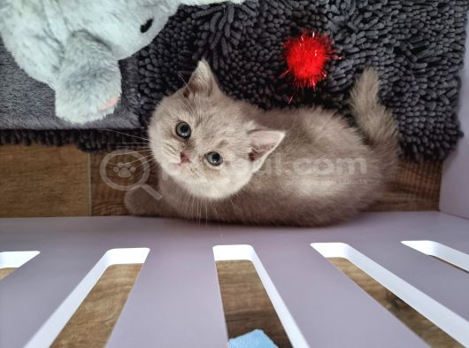 Koca Yanak Nadir Özel Renk Lilac-British Shorthair Yavruları görsel