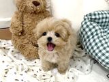Mini Sevimli Maltipoo Yavrular
