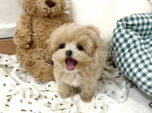 Mini Sevimli Maltipoo Yavrular görsel