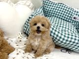Mini Sevimli Maltipoo Yavrular