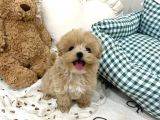 Mini Sevimli Maltipoo Yavrular