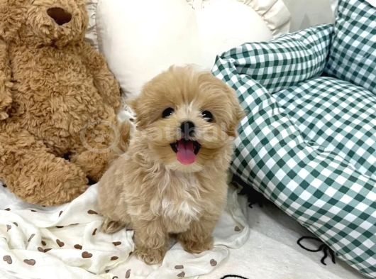 Mini sevimli maltipoo yavrular