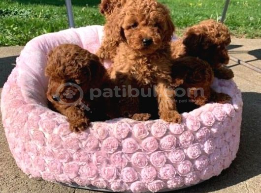 ANATOMİ HARİKASI TOY POODLE BEBEKLER KOYU RENK