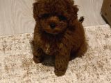 Anatomi̇ Hari̇kasi Toy Poodle Bebekler Koyu Renk