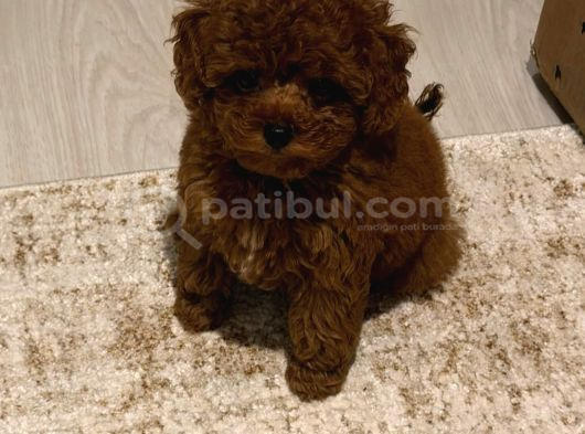 Anatomi̇ Hari̇kasi Toy Poodle Bebekler Koyu Renk görsel