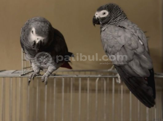 Full Evcil Çift Yumurtlayan Jako Papağanları görsel