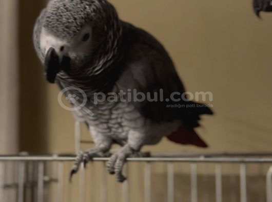 Full Evcil Çift Yumurtlayan Jako Papağanları görsel
