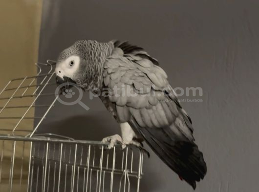 Full Evcil Çift Yumurtlayan Jako Papağanları görsel