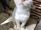 Kendini Deli Gibi Sevdiren Scottish Fold Yavrularım