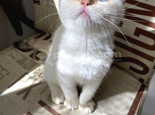 Kendini Deli Gibi Sevdiren Scottish Fold Yavrularım görsel