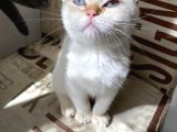 Kendini Deli Gibi Sevdiren Scottish Fold Yavrularım
