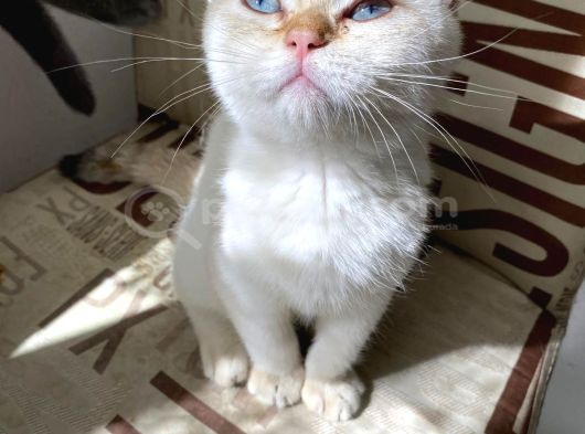 Kendini Deli Gibi Sevdiren Scottish Fold Yavrularım görsel