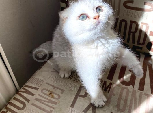 Kendini Deli Gibi Sevdiren Scottish Fold Yavrularım görsel