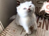 Kendini Deli Gibi Sevdiren Scottish Fold Yavrularım