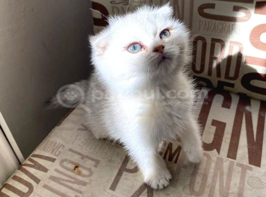 Kendini Deli Gibi Sevdiren Scottish Fold Yavrularım görsel