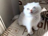 Kendini deli gibi sevdiren Scottish fold yavrularım