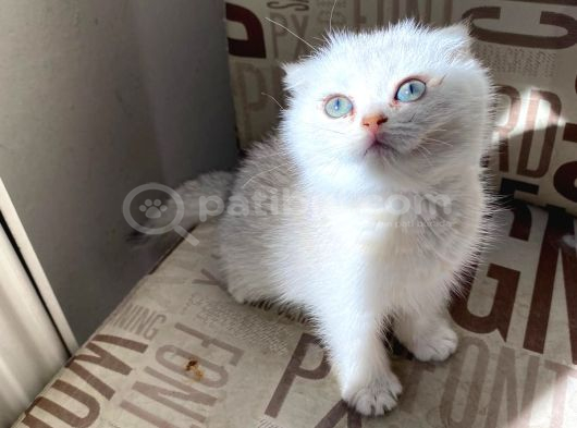 Kendini Deli Gibi Sevdiren Scottish Fold Yavrularım