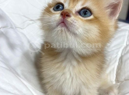 Tatlımı Tatlı Golden Renginde Kodlu Safkan Yavrularım görsel