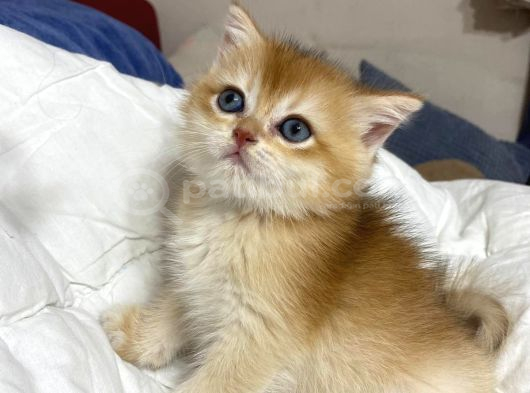 Tatlımı Tatlı Golden Renginde Kodlu Safkan Yavrularım görsel
