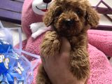 Eği̇ti̇mli̇ Erkek Toy Poodle Yavrumuz