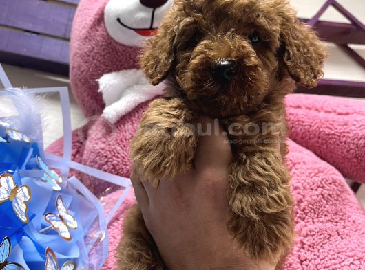 Eği̇ti̇mli̇ Erkek Toy Poodle Yavrumuz görsel