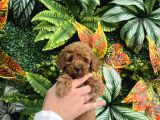 Eği̇ti̇mli̇ Erkek Toy Poodle Yavrumuz