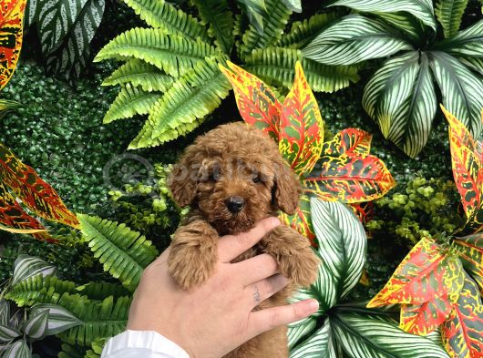 Eği̇ti̇mli̇ Erkek Toy Poodle Yavrumuz görsel