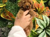 EĞİTİMLİ ERKEK TOY POODLE YAVRUMUZ
