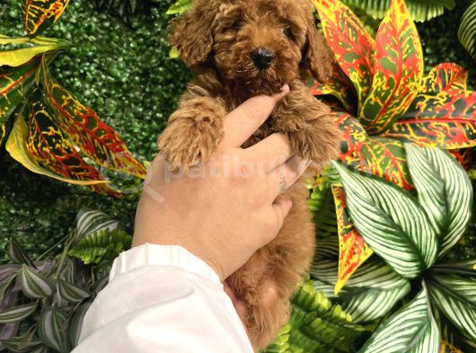 Eği̇ti̇mli̇ Erkek Toy Poodle Yavrumuz