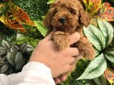 Eği̇ti̇mli̇ Erkek Toy Poodle Yavrumuz