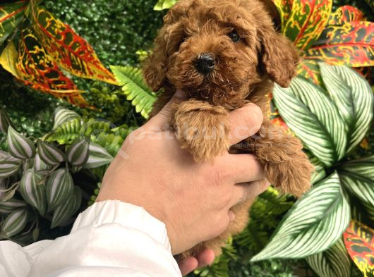 Eği̇ti̇mli̇ Erkek Toy Poodle Yavrumuz görsel