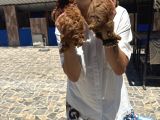 Toy ve kore poddle yavrularım sağlık ve ırk garant