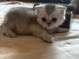 Beyaz Sarı Ve Gri Renklerde Sakin Tatlı Yavrularım
