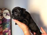 Exotic Özel Micro French Bulldog Yavrularımız