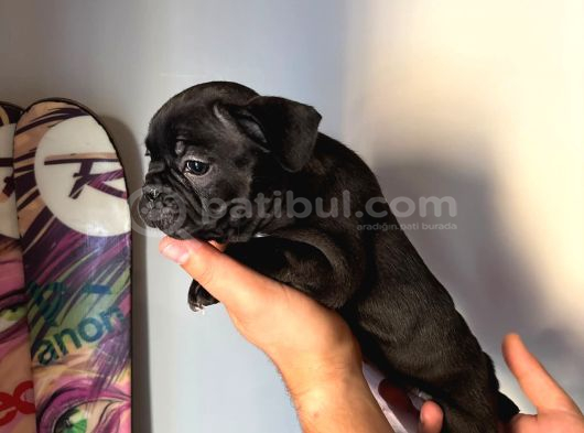 Exotic Özel Micro French Bulldog Yavrularımız görsel