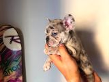 Exotic Özel micro french bulldog yavrularımız