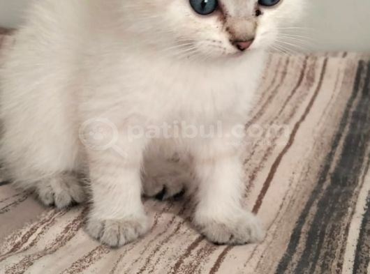 Scottish Straight Blue Point Yavrularımız Yeni Yuvalarını Arıyo Bursa görsel