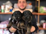 Ruhsatlı çiftlikten A kalite alman çoban