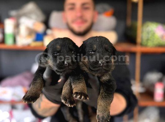 Ruhsatlı Çiftlikten A Kalite Alman Çoban