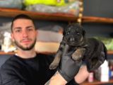 Ruhsatlı Çiftlikten A Kalite Alman Çoban