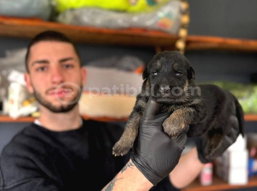 Ruhsatlı Çiftlikten A Kalite Alman Çoban görsel